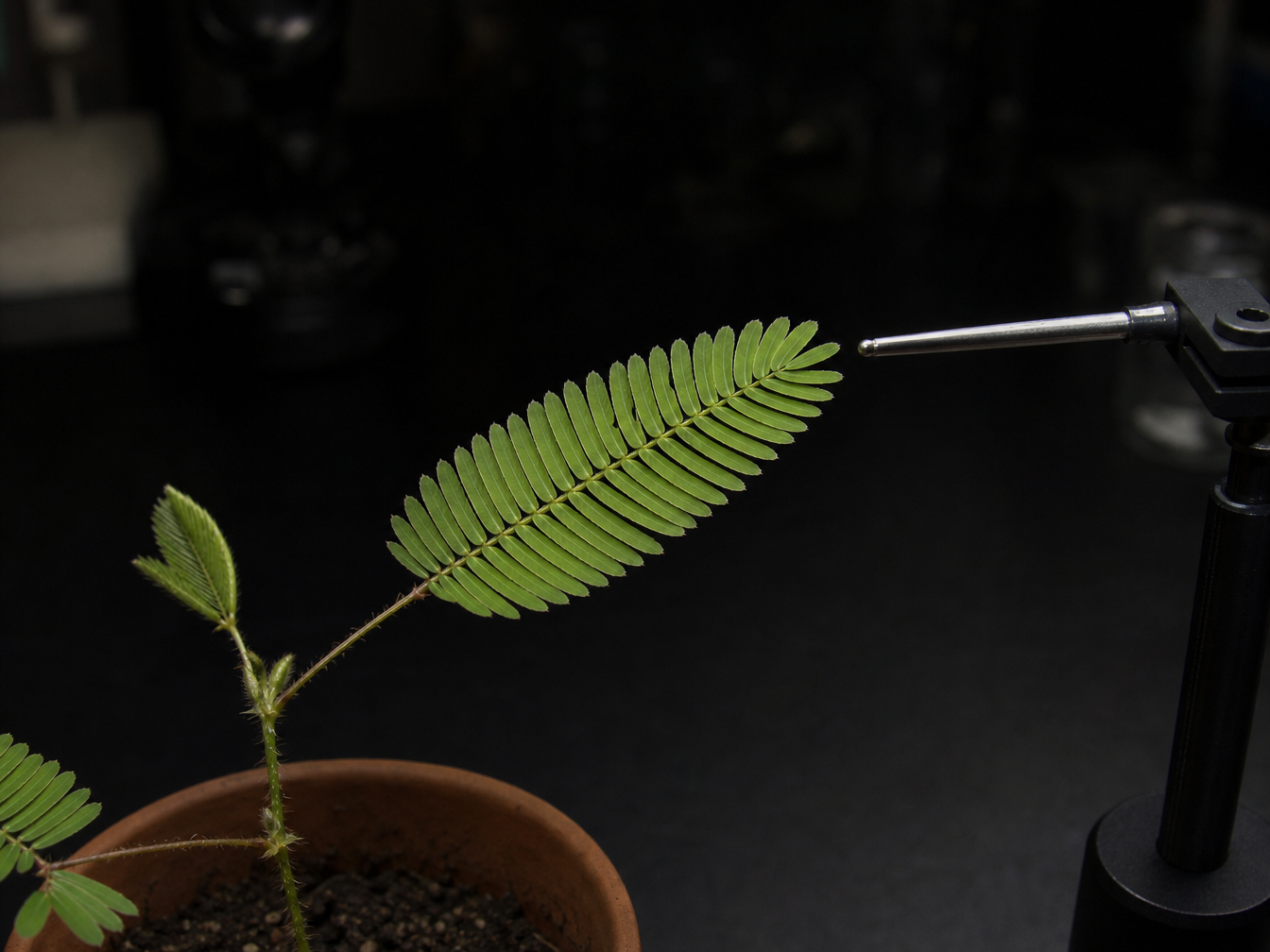 A Leaf Responds input