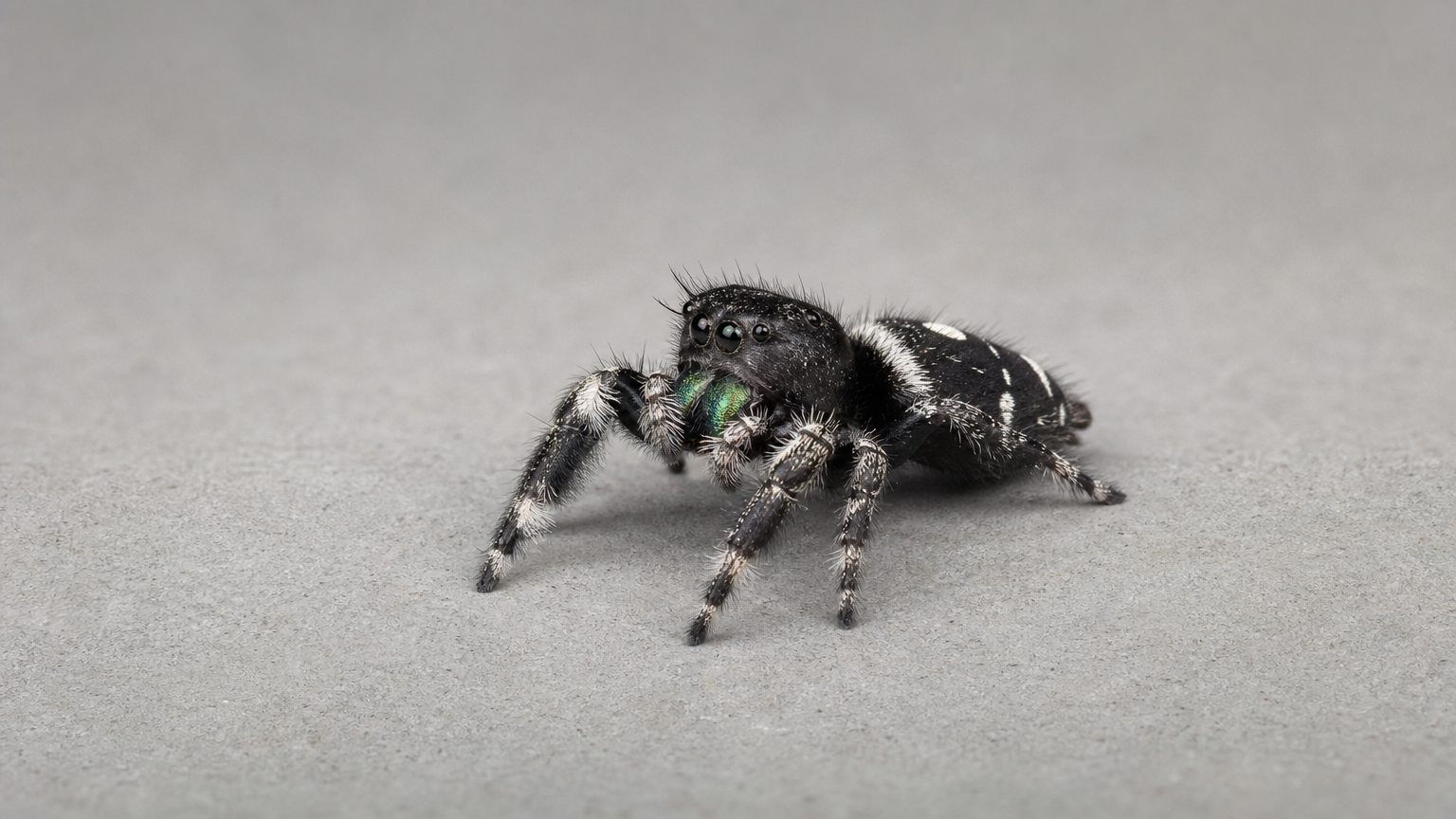 Jumping Spider Notices You